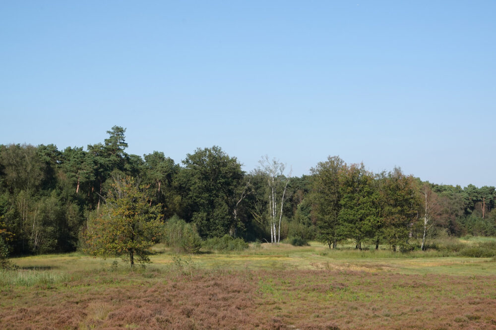 Kienveen