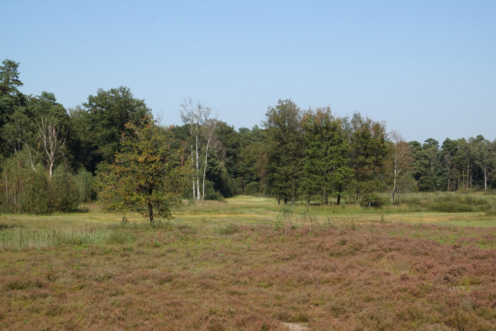 Kienveen