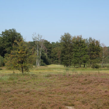 Kienveen