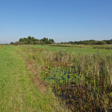 Kiersche Wijde (NP Weerribben-Wieden)