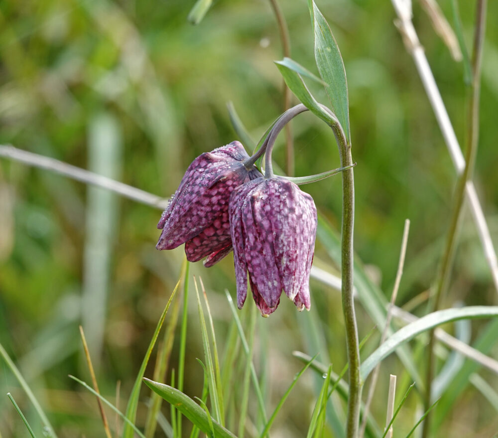 Kievitsbloem