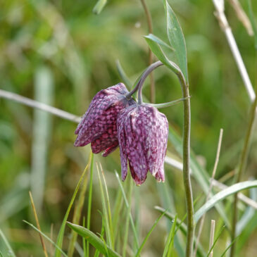 Kievitsbloem