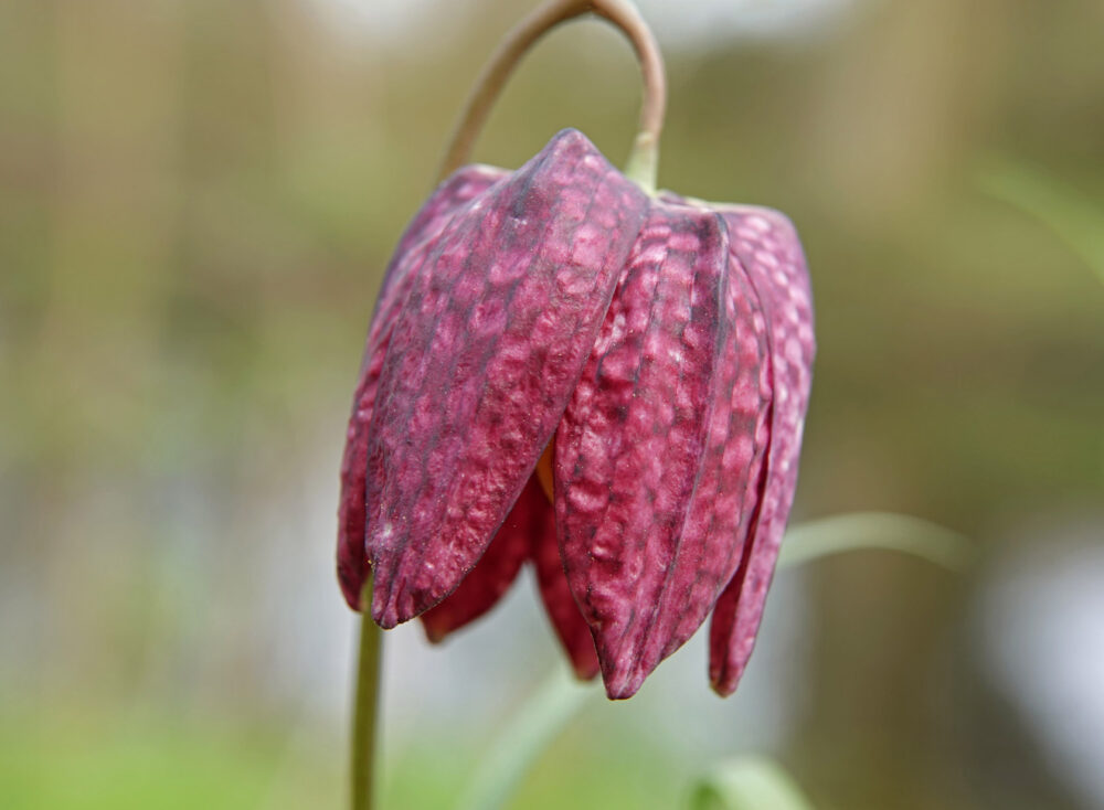 Kievitsbloem