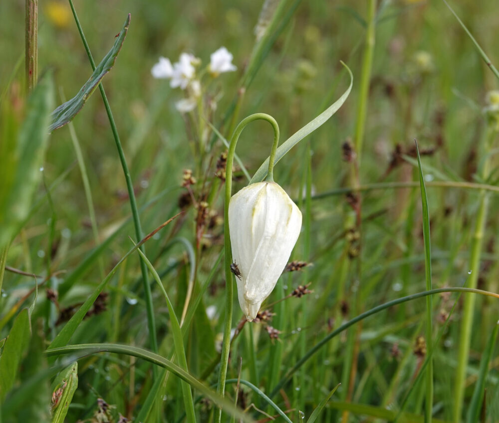 Kievitsbloem