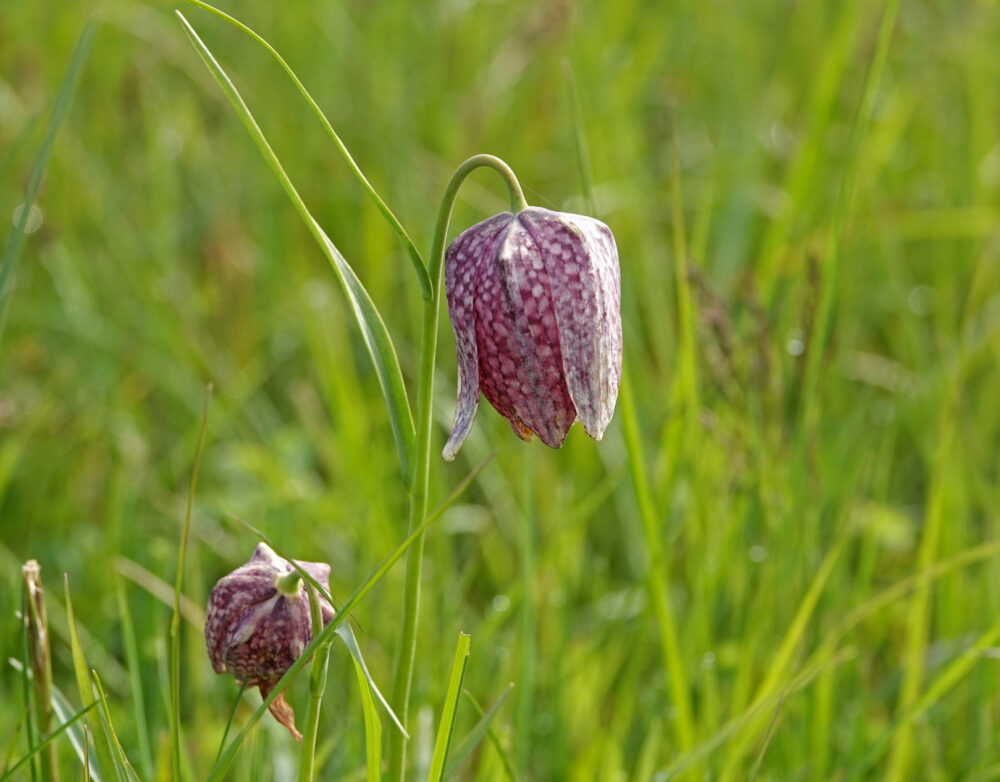 Kievitsbloem