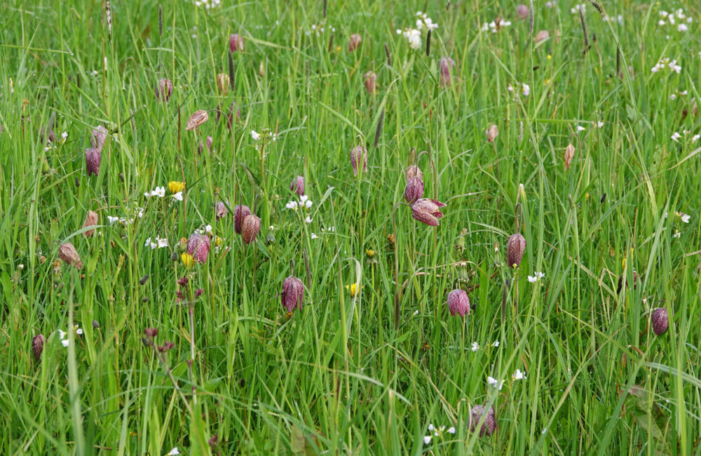Kievitsbloem