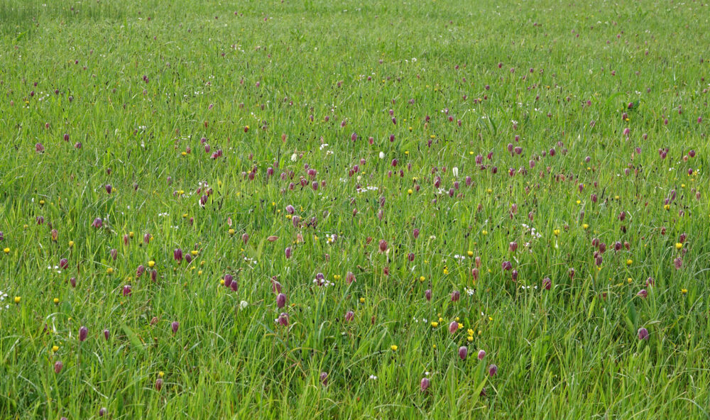 Kievitsbloem