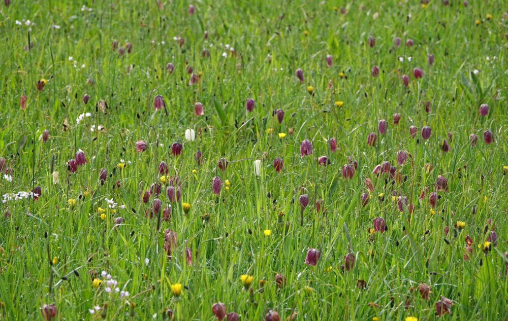 Kievitsbloem