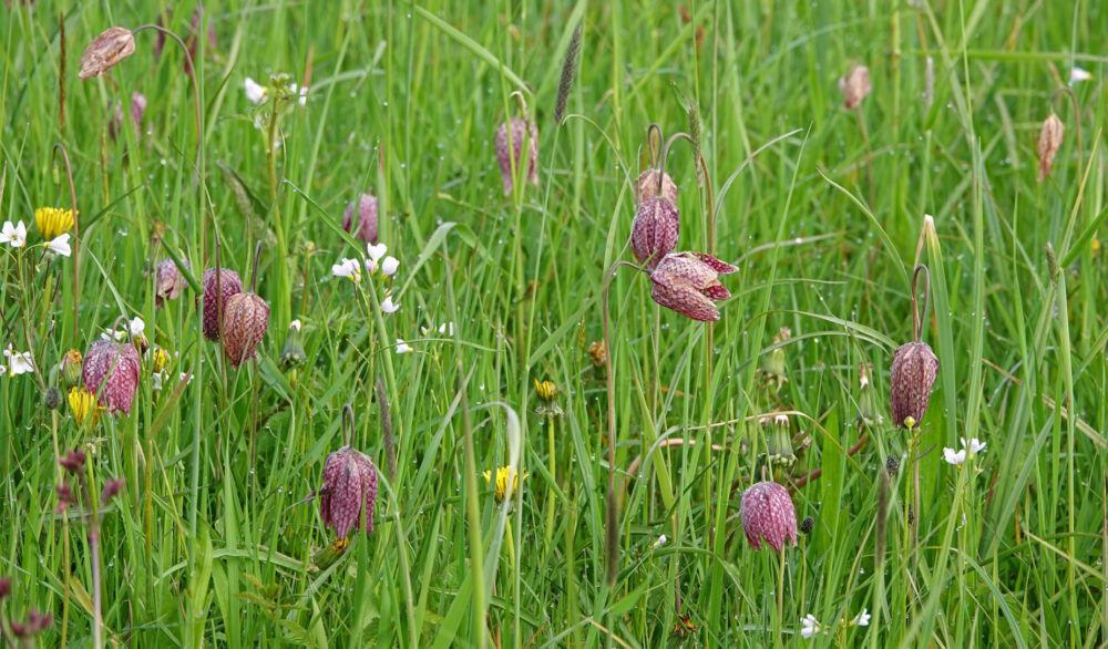 Kievitsbloemen