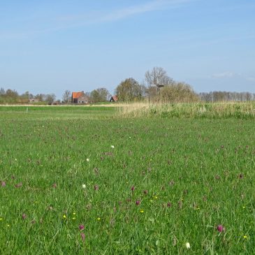 Zwarte Water