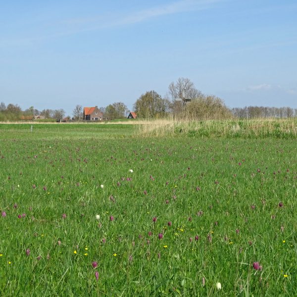 Zwarte Water