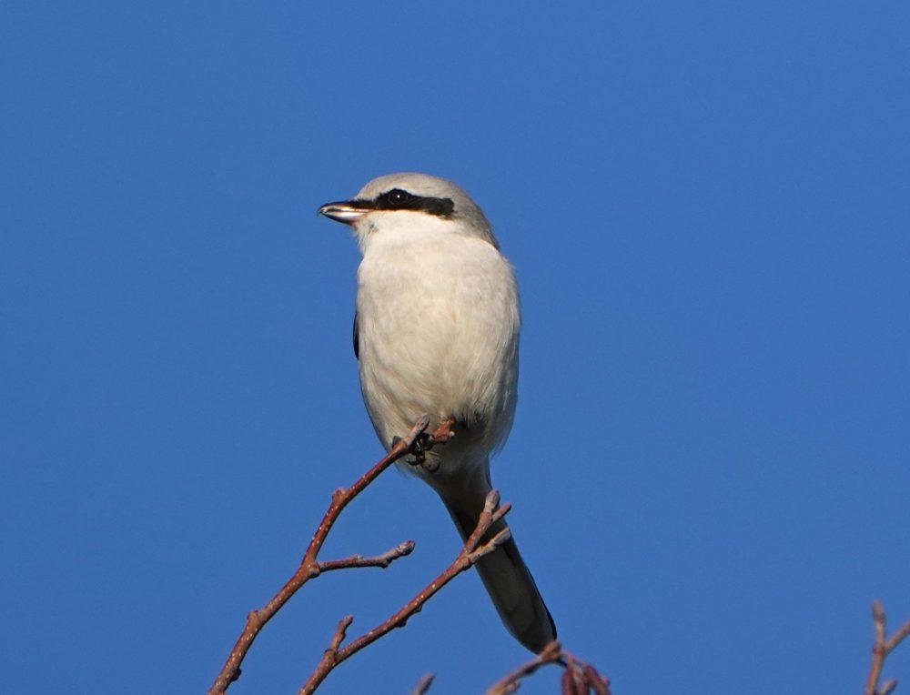 Klapekster (Broekenweering)