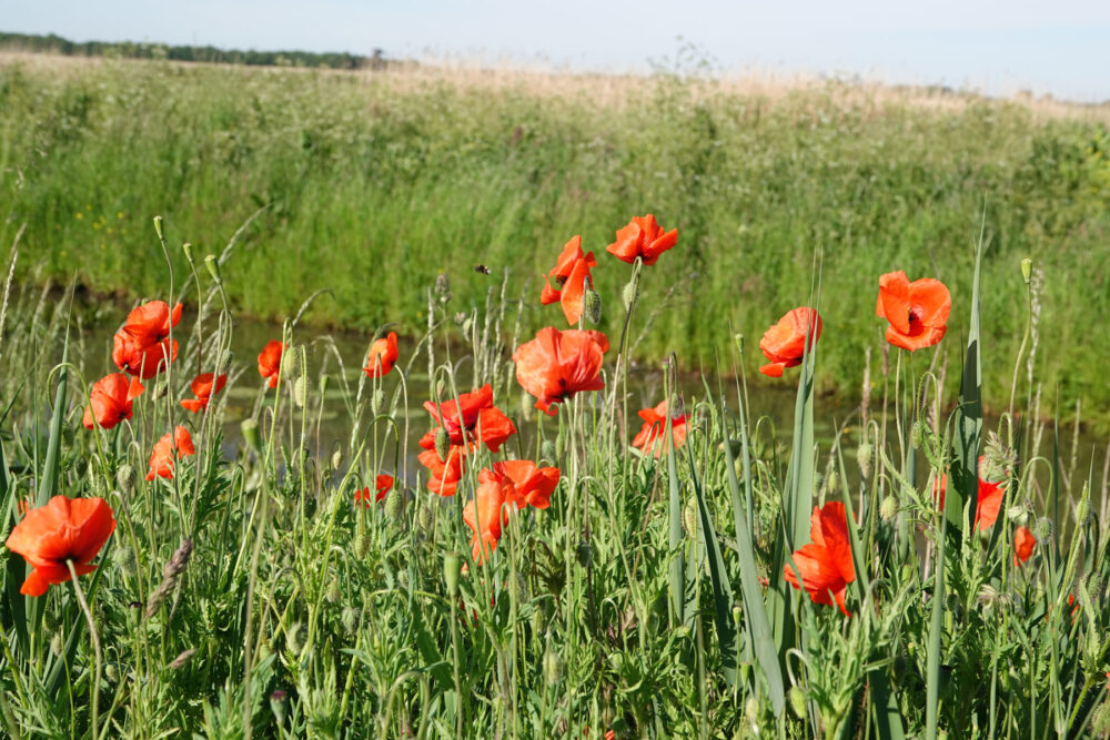 Klaprozen (langs Omgelegde Eelderdiep in de Onlanden)