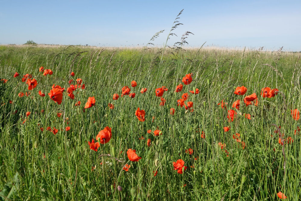 Klaprozen (langs Omgelegde Eelderdiep in de Onlanden)