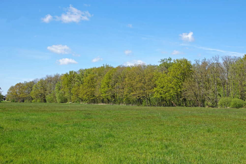 Kleibosch in het voorjaar