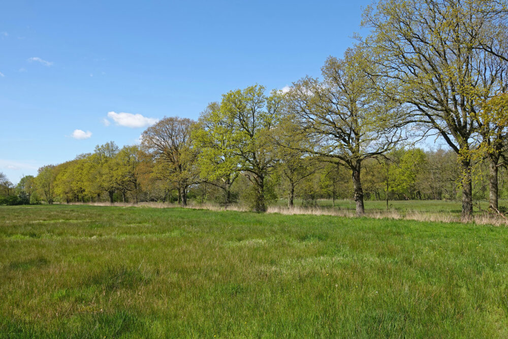 Kleibosch in het voorjaar