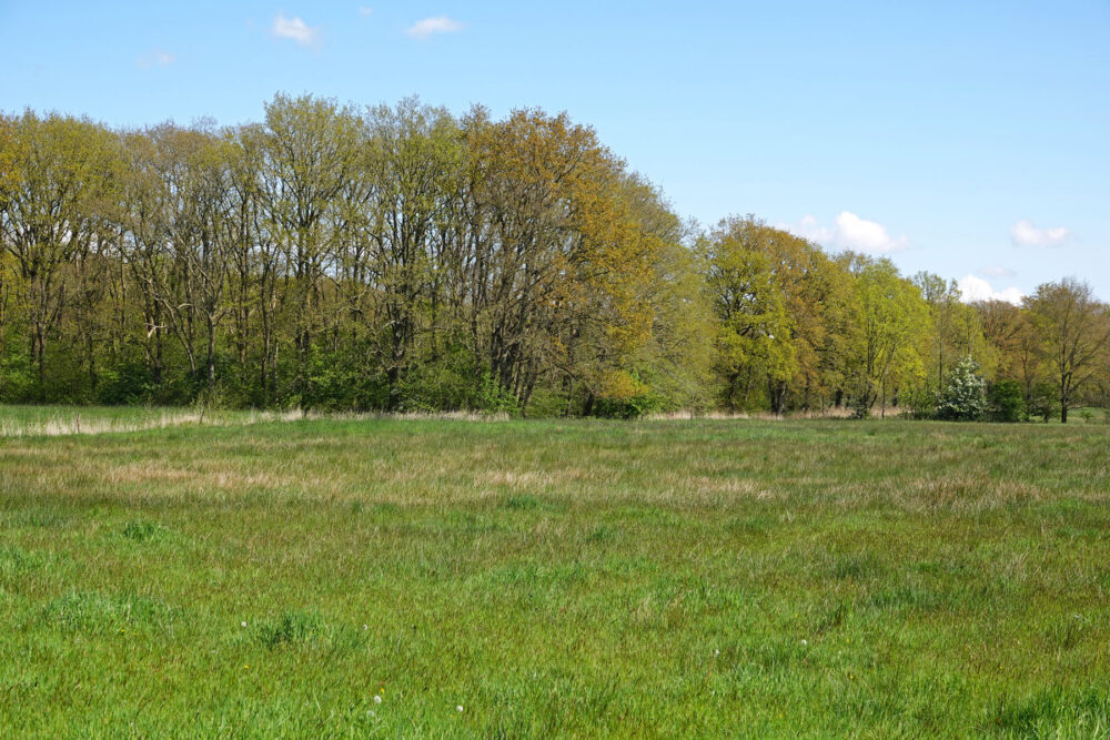 Kleibosch in het voorjaar