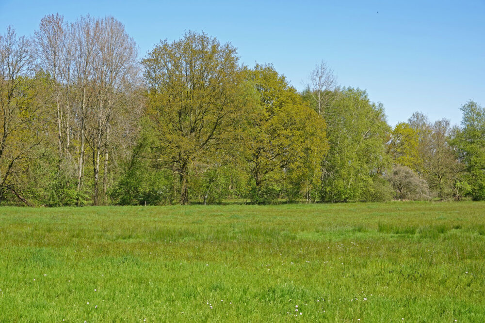 Kleibosch in het voorjaar