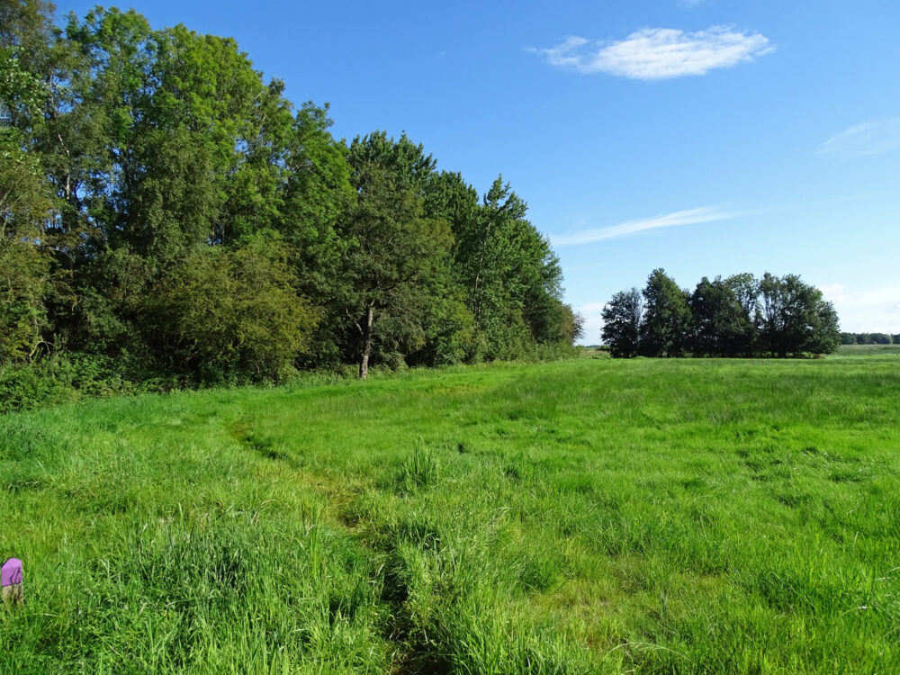Kleibosch langs Peizerdiep