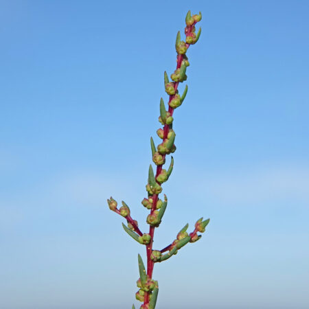 Klein schorrenkruid