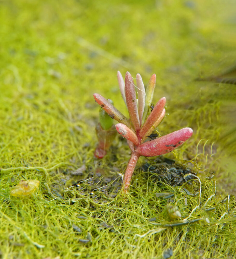 Klein schorrenkruid