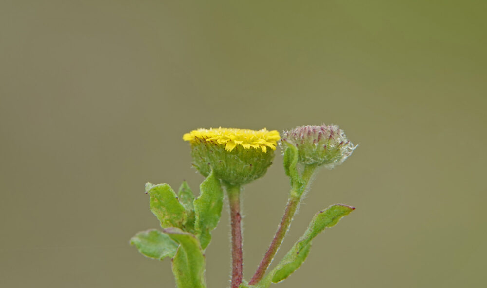Klein vlooienkruid