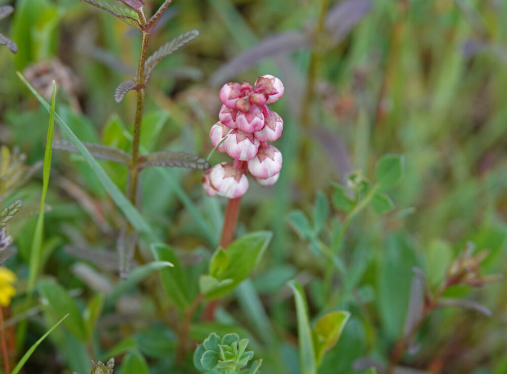 Klein wintergroen
