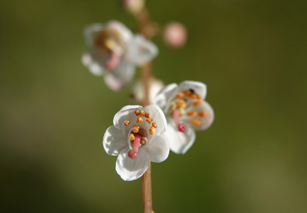 Klein wintergroen