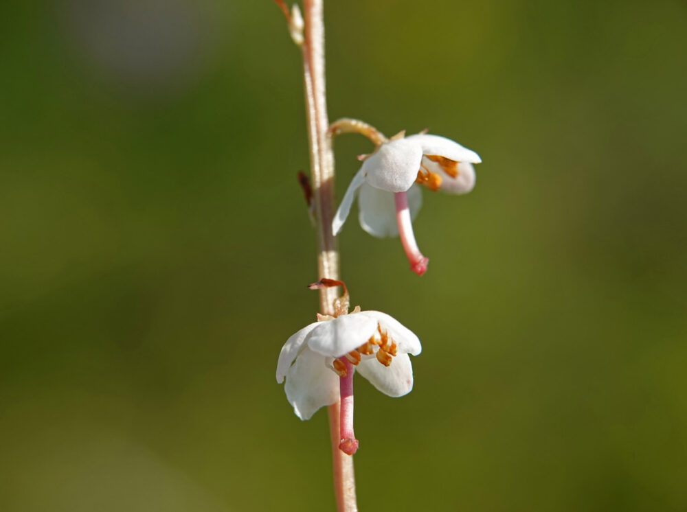 Klein wintergroen