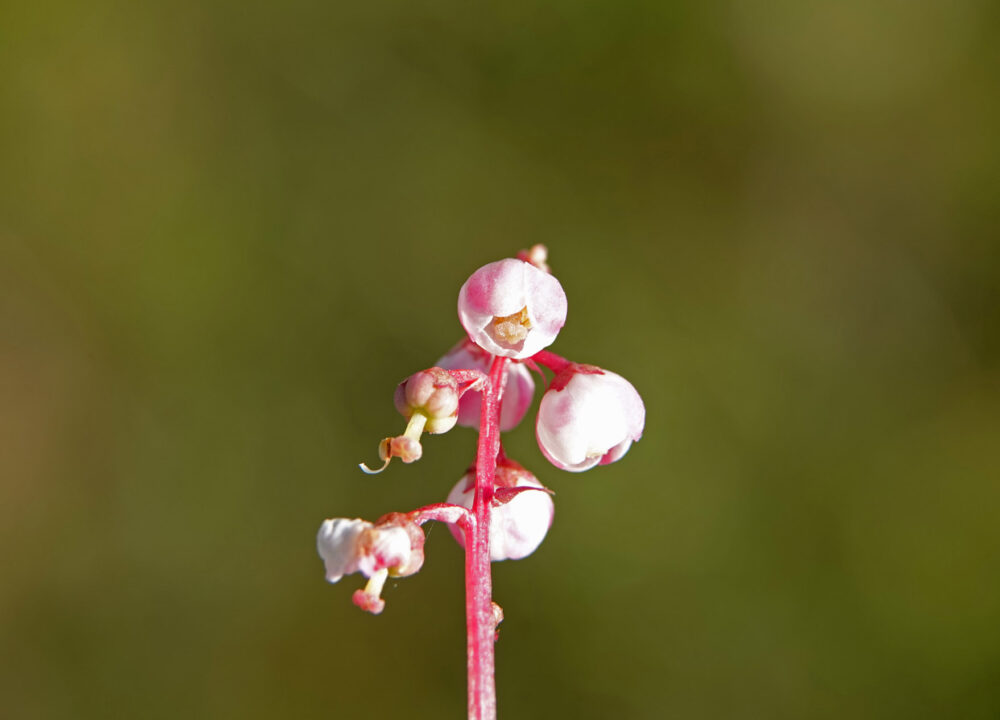 Klein wintergroen
