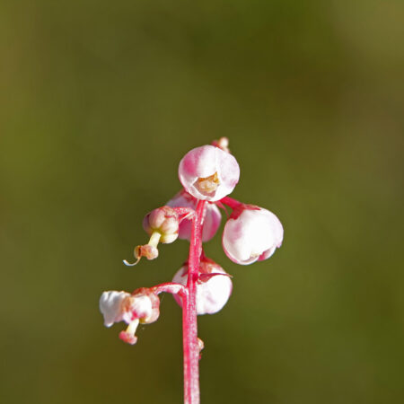 Klein wintergroen