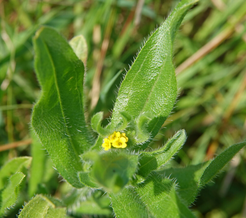 Kleinbloemige amsinckia