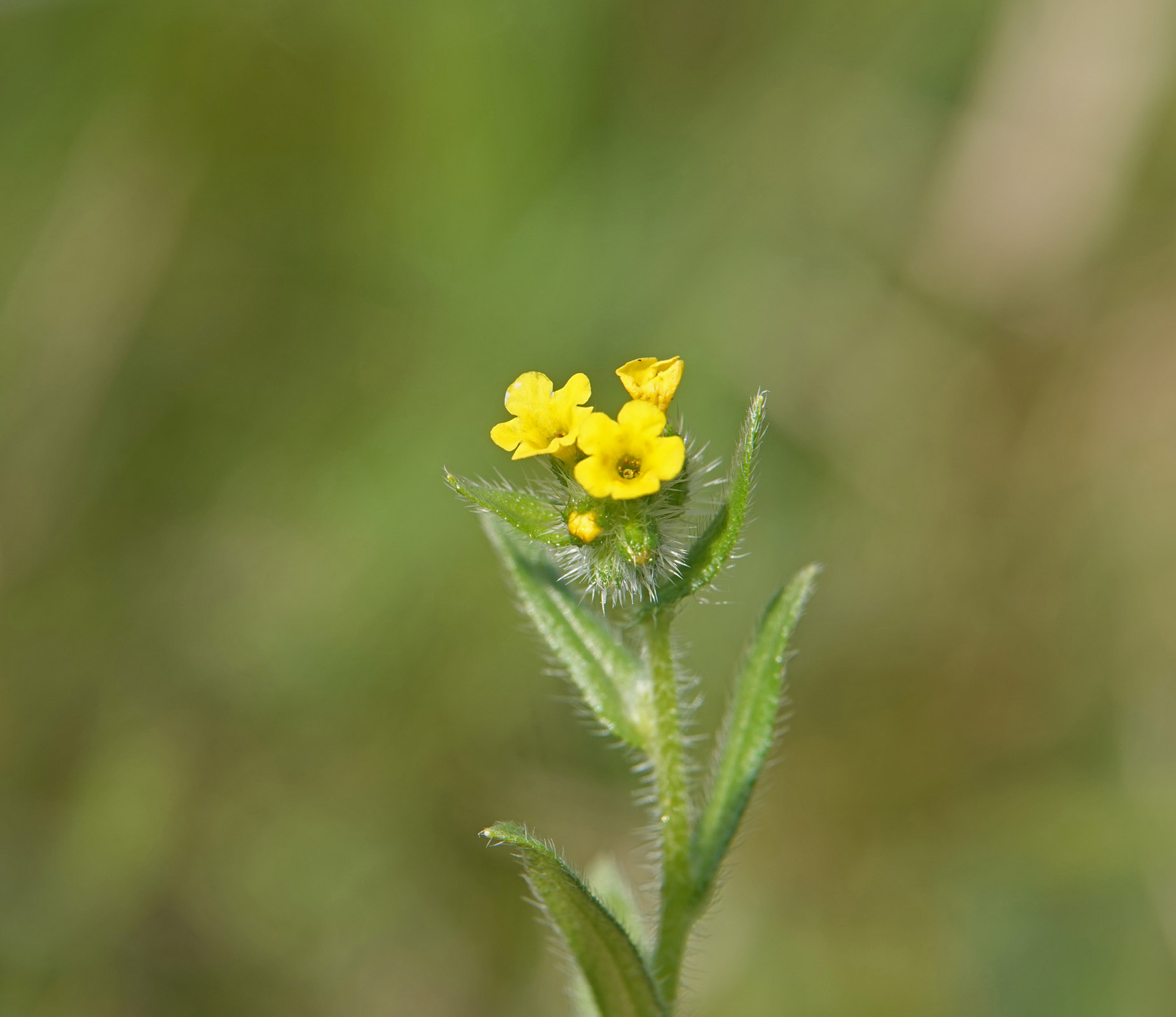 Kleinbloemige amsinckia
