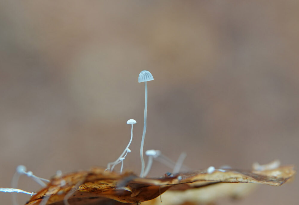 Kleine beukenbladmycena