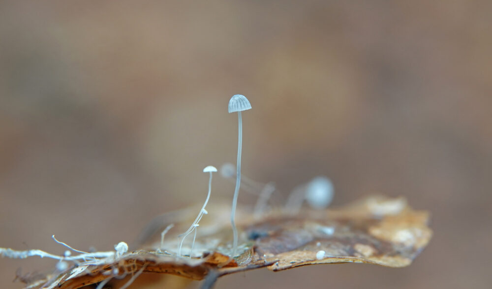 Kleine beukenbladmycena