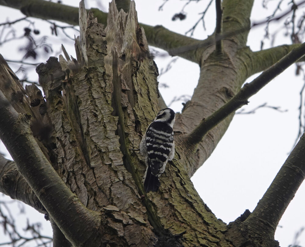 Kleine bonte specht (Broekenweering)
