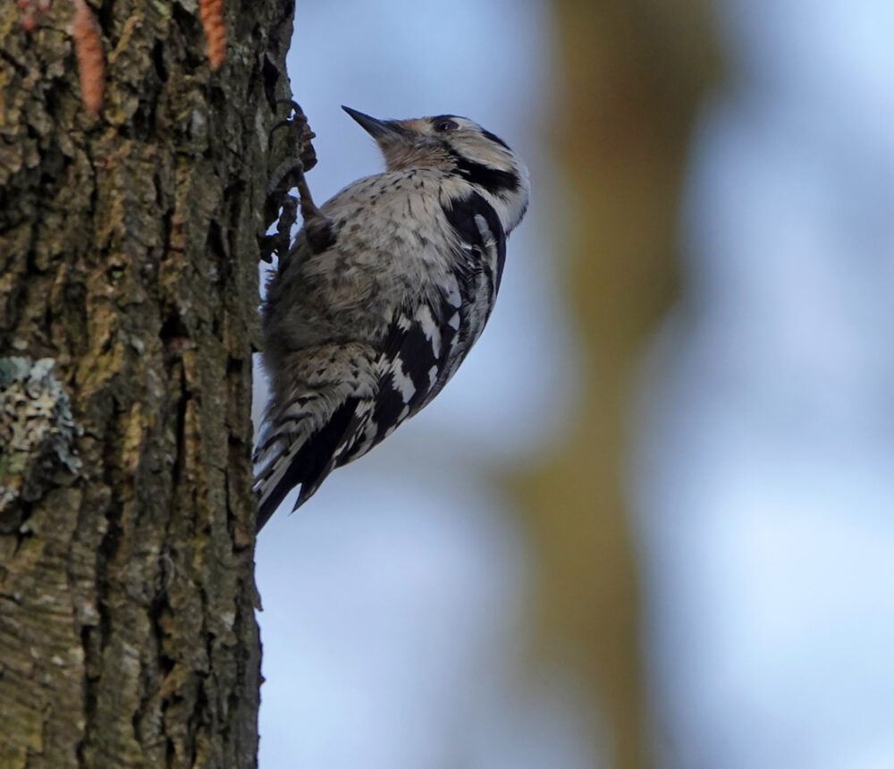 Kleine bonte specht (Broekenweering)