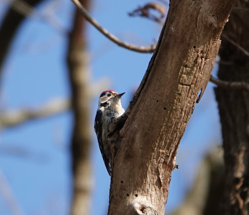 Kleine bonte specht (Noordlaarderbos)