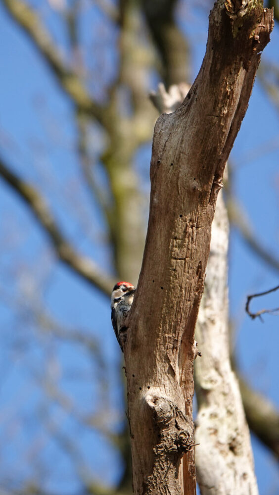 Kleine bonte specht (Noordlaarderbos)