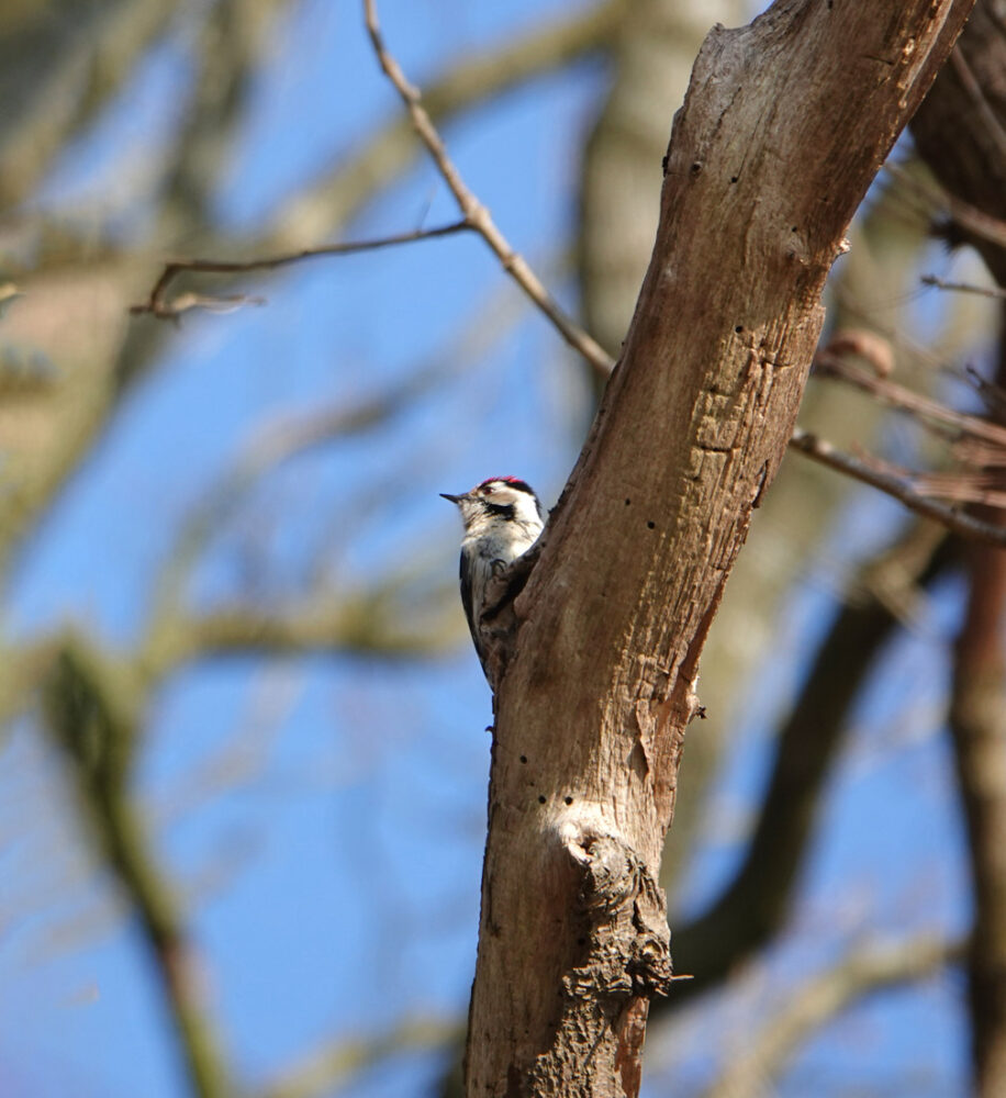 Kleine bonte specht (Noordlaarderbos)