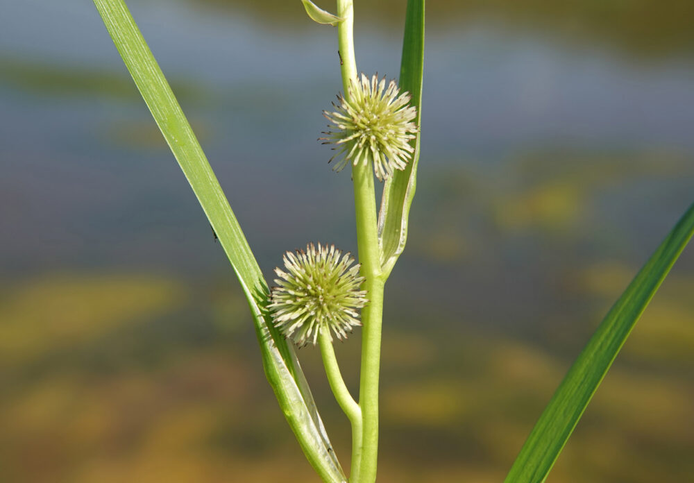 Kleine egelskop