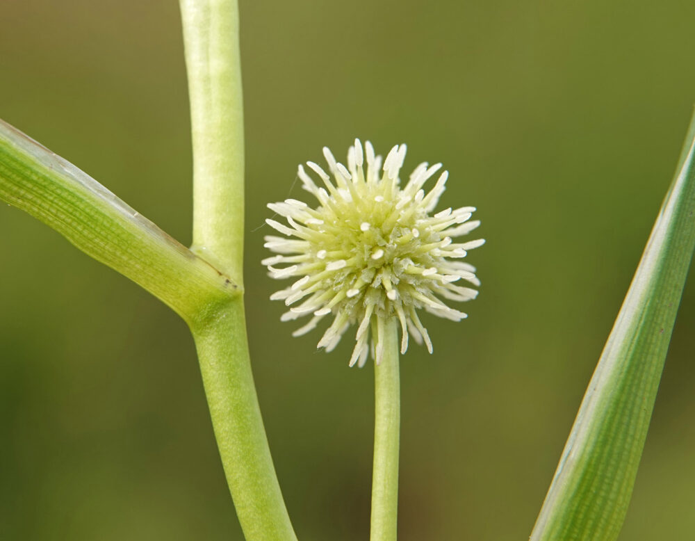 Kleine egelskop