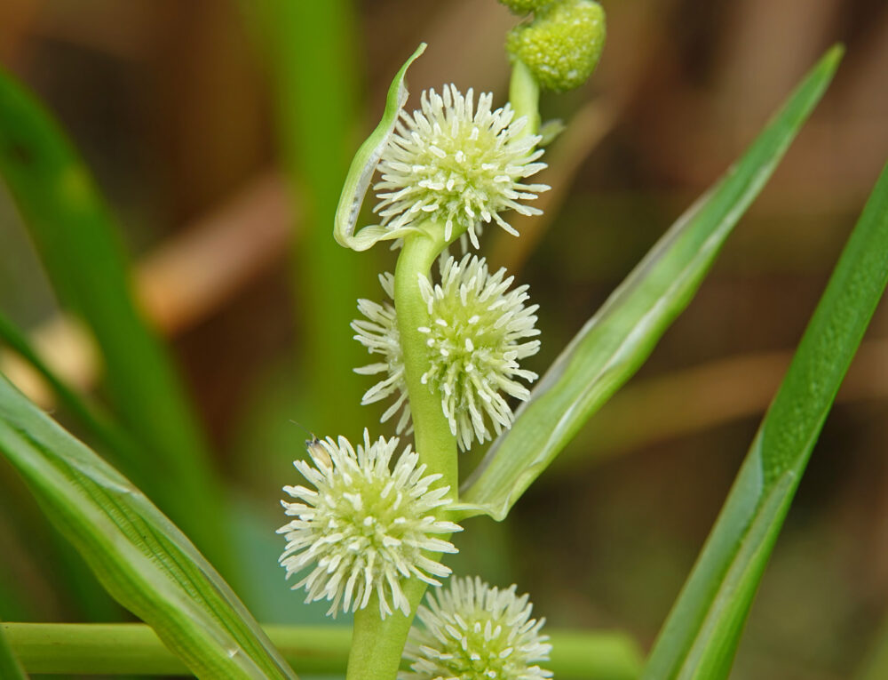 Kleine egelskop