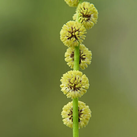 Kleine egelskop