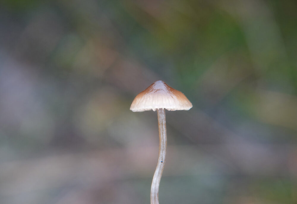 Kleine grauwkop