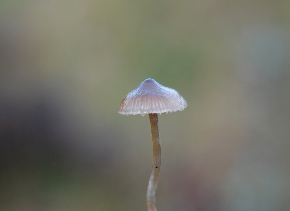Kleine grauwkop