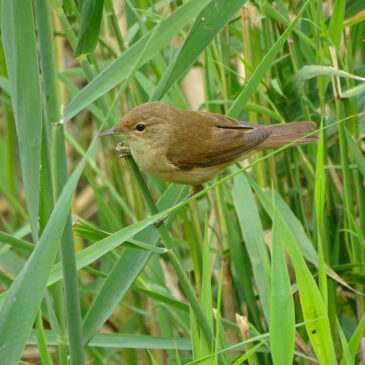Kleine karekiet
