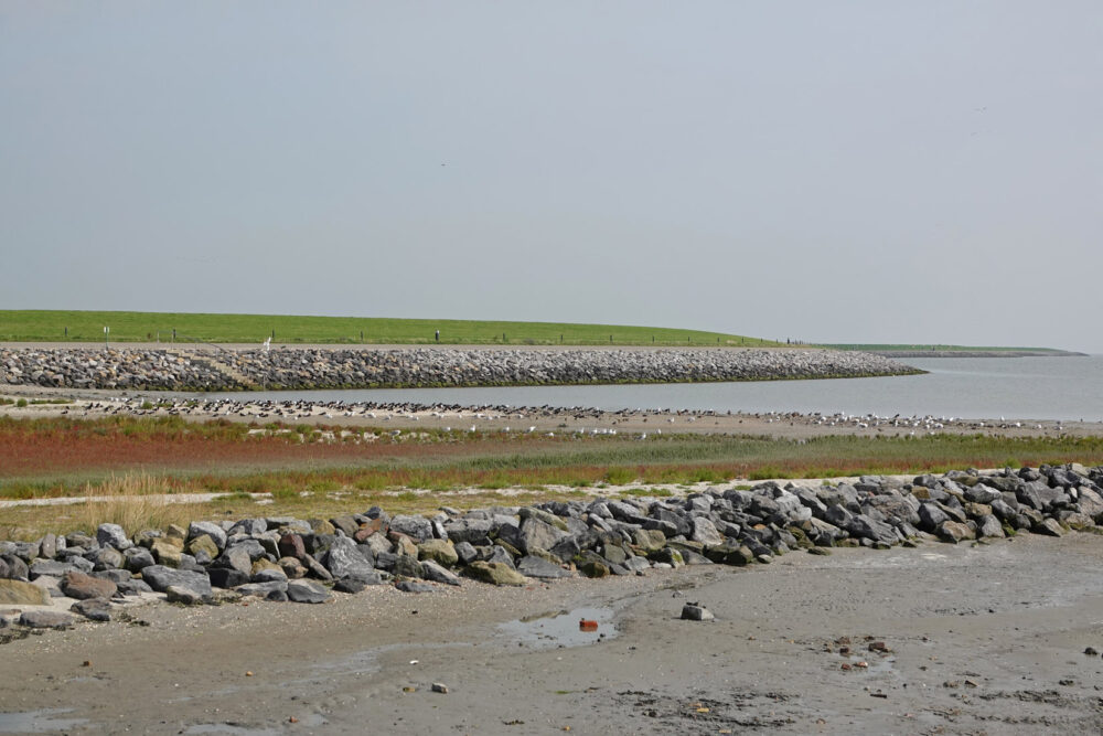 Kleine kwelder Ameland