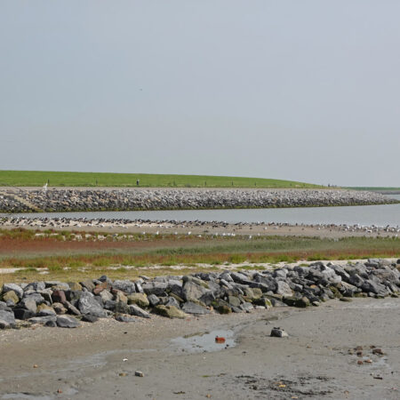 Kleine kwelder Ameland
