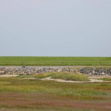 Kleine kwelder Ameland